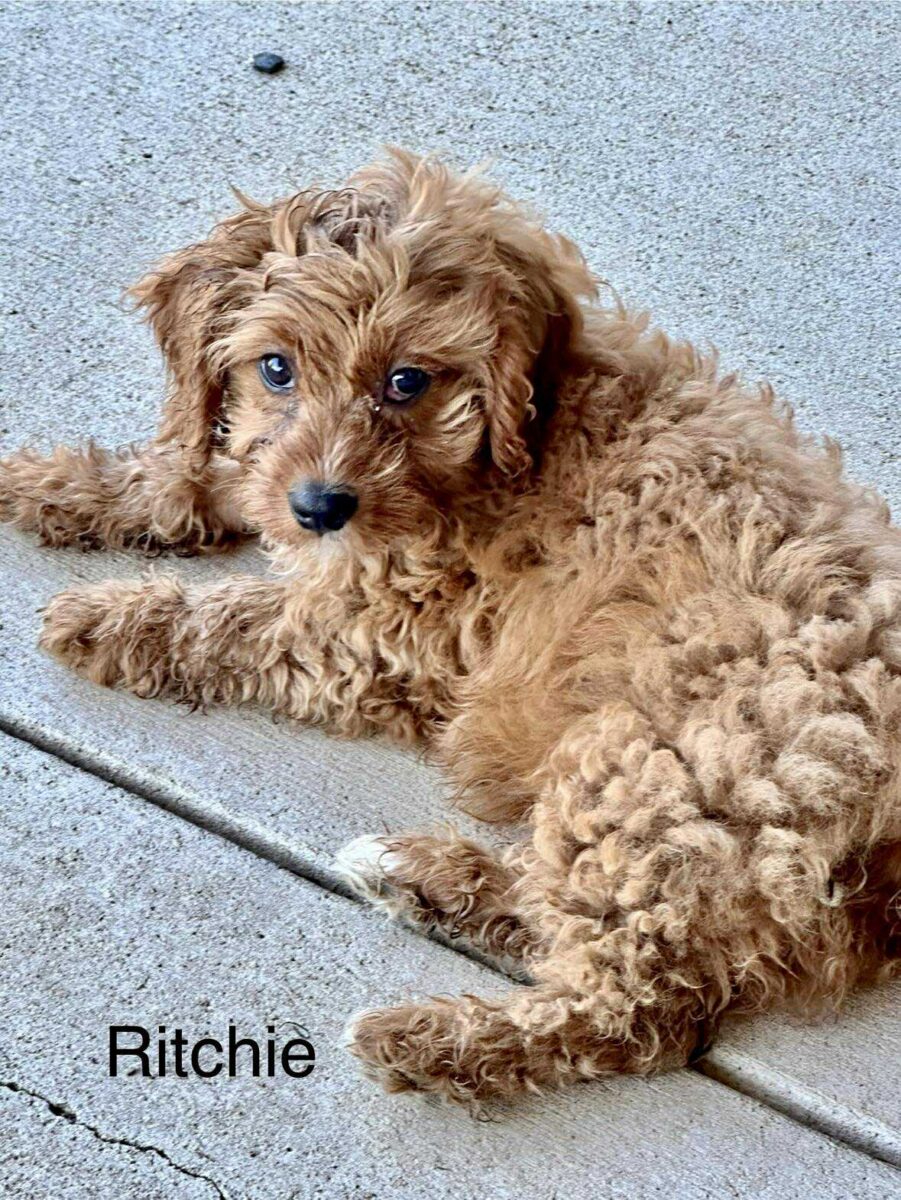 Ritchie - The Road Home Animal Project