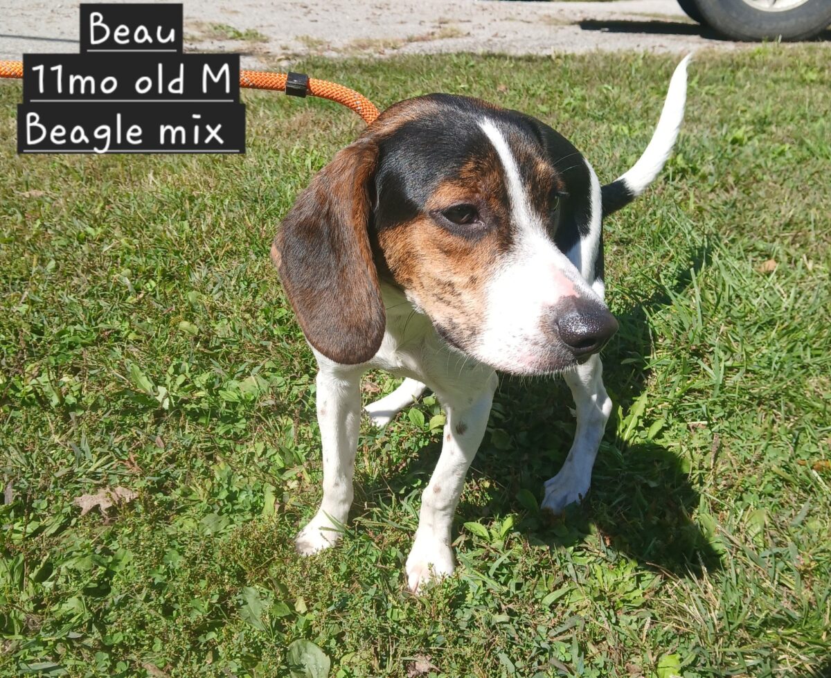 Beauregard (cell dog) - The Road Home Animal Project