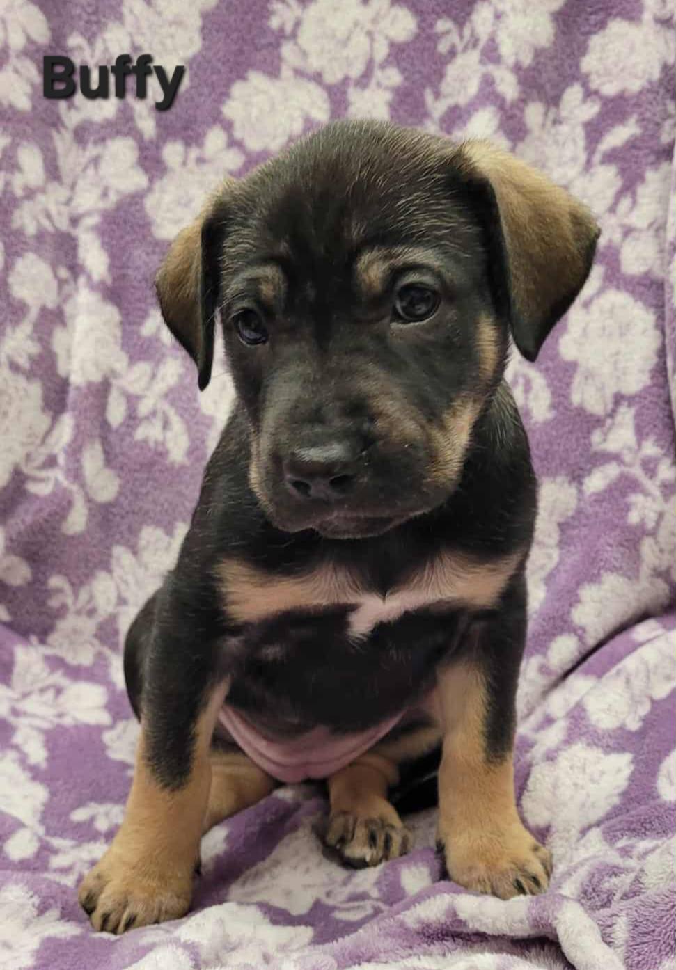 The Road Home Animal Project - Buffy