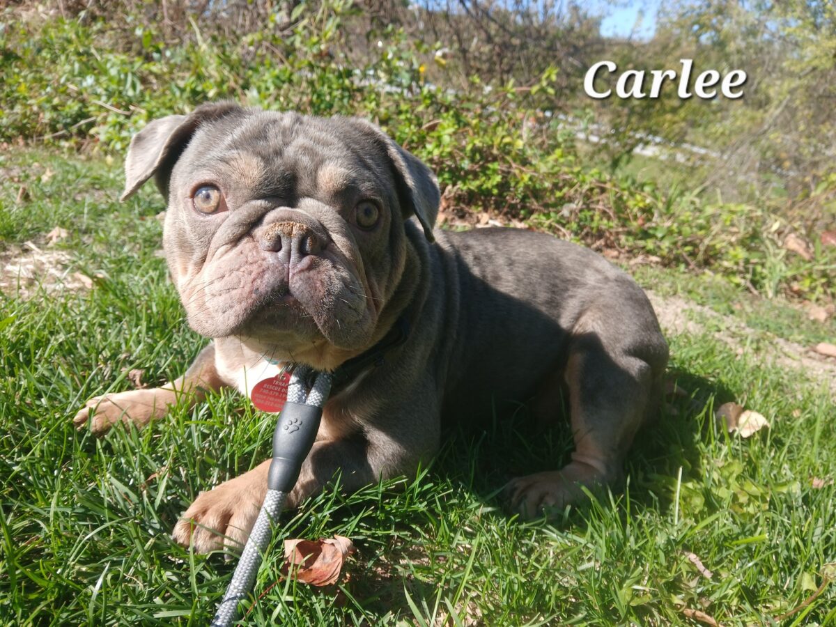 Carlee - The Road Home Animal Project