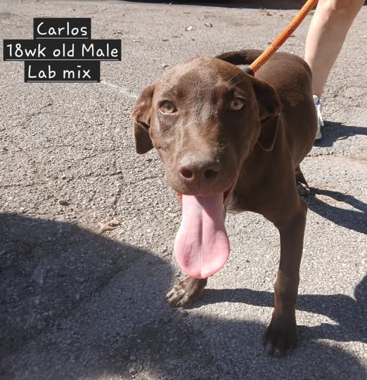 Carlos (cell dog) - The Road Home Animal Project