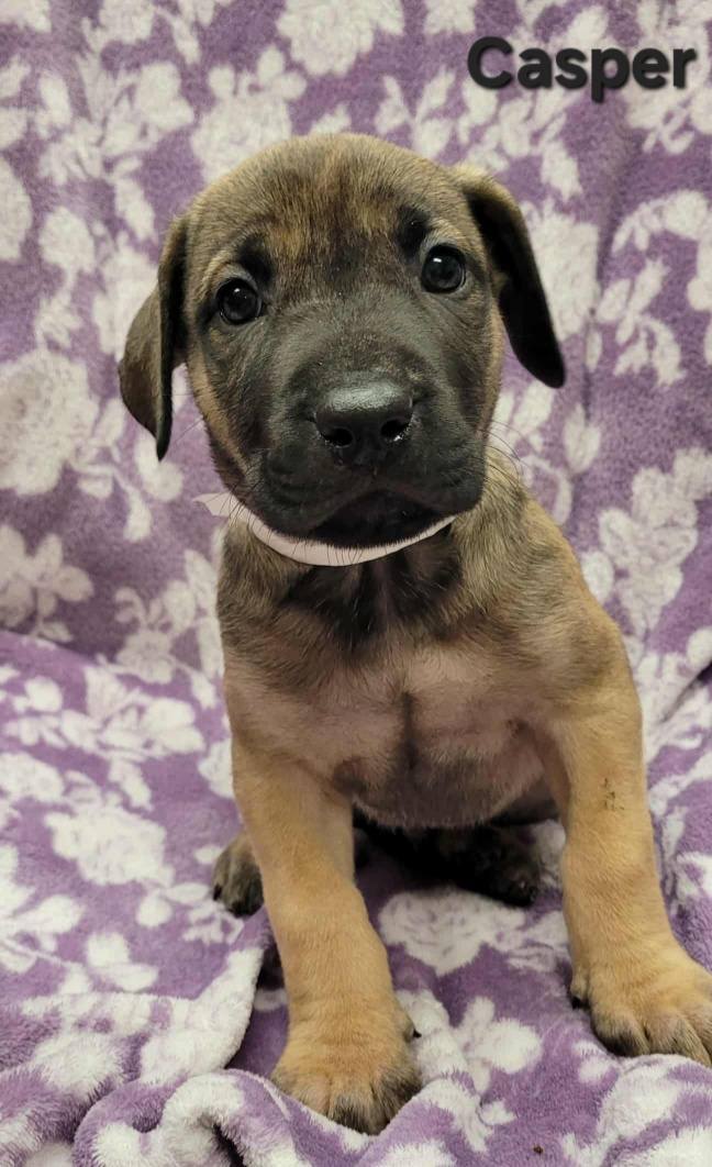 The Road Home Animal Project - Casper