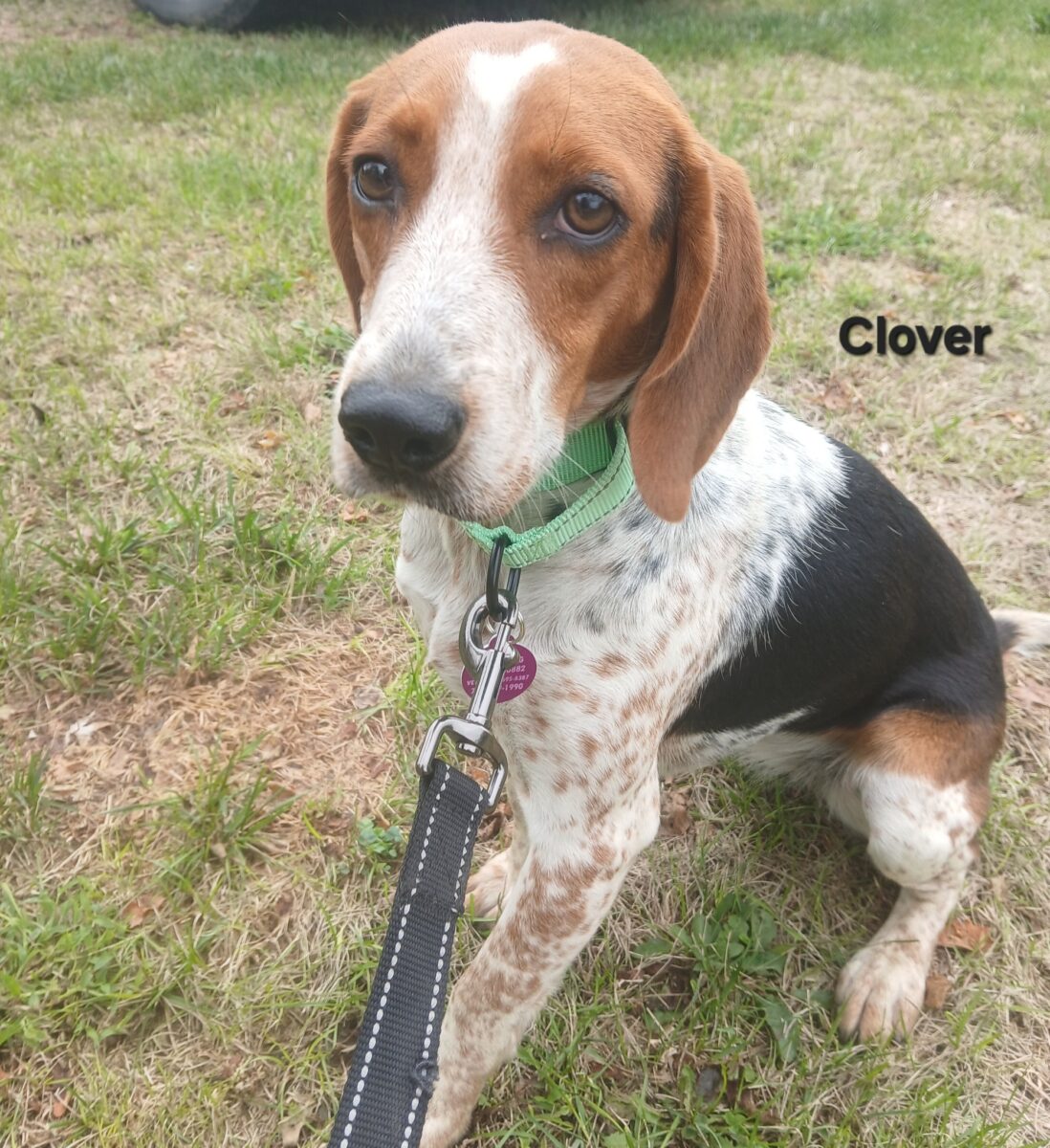 Clover (cell dog) - The Road Home Animal Project