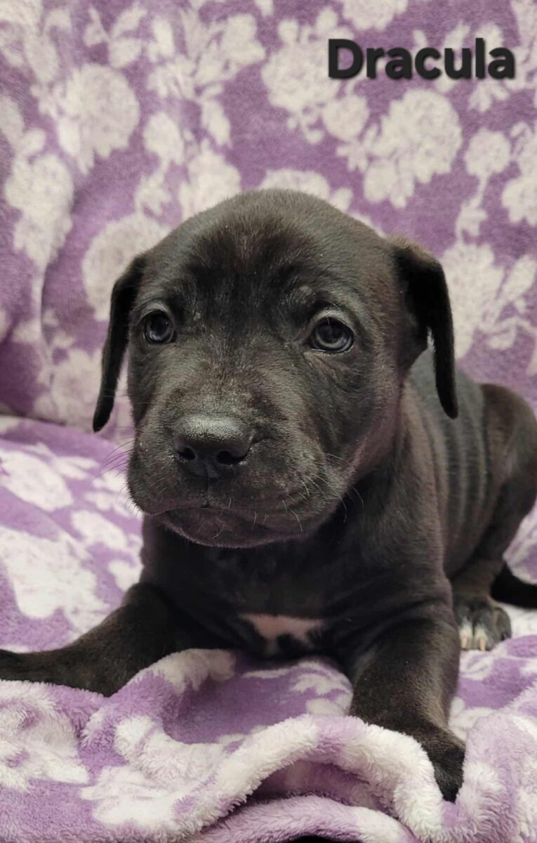 The Road Home Animal Project - Dracula