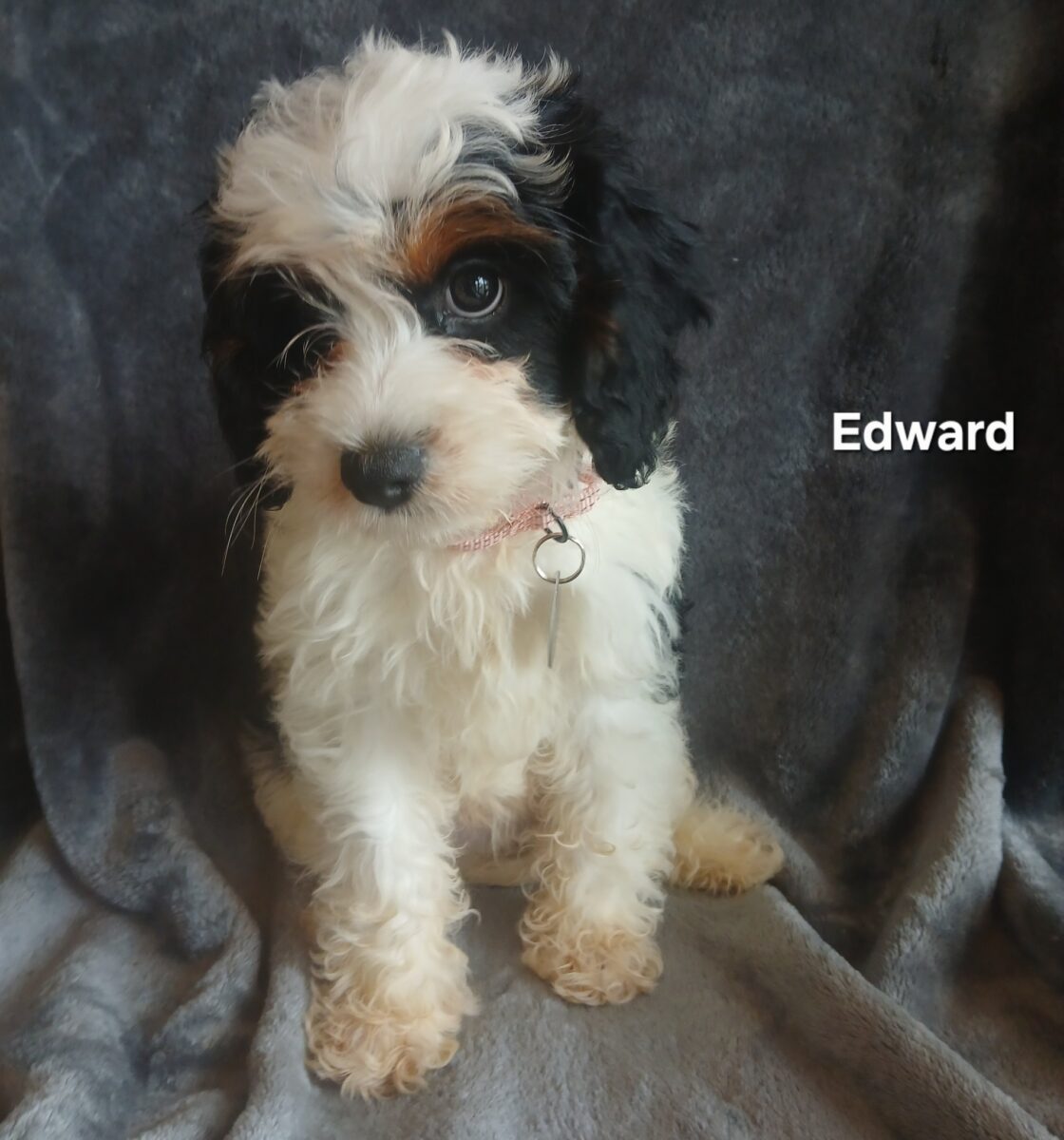 Edward - The Road Home Animal Project