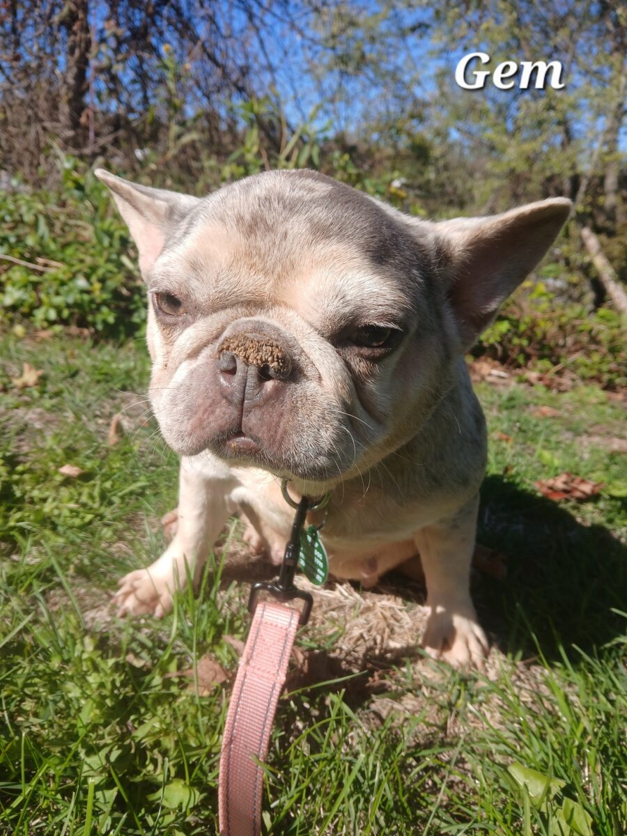 Gem - The Road Home Animal Project