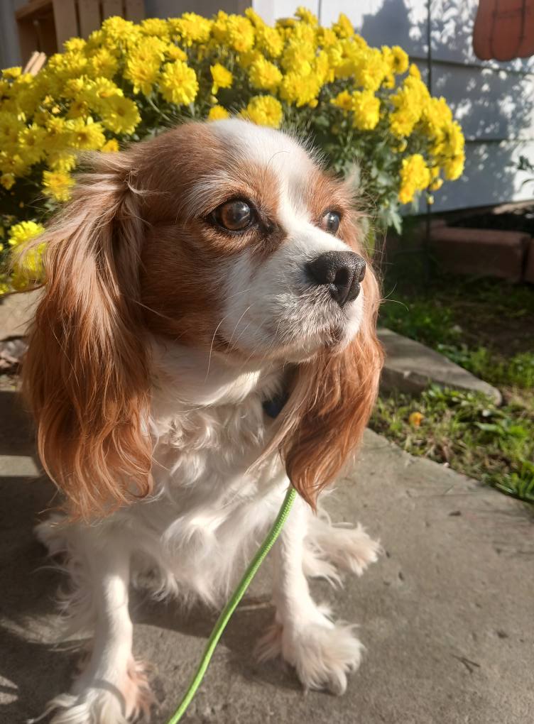 Ginger - The Road Home Animal Project