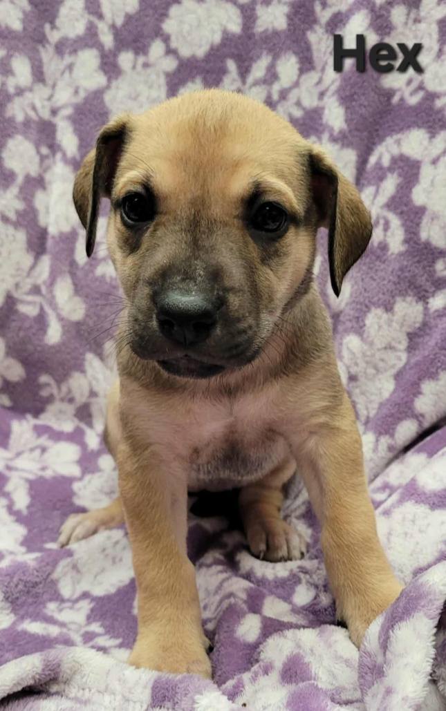 The Road Home Animal Project - Hex