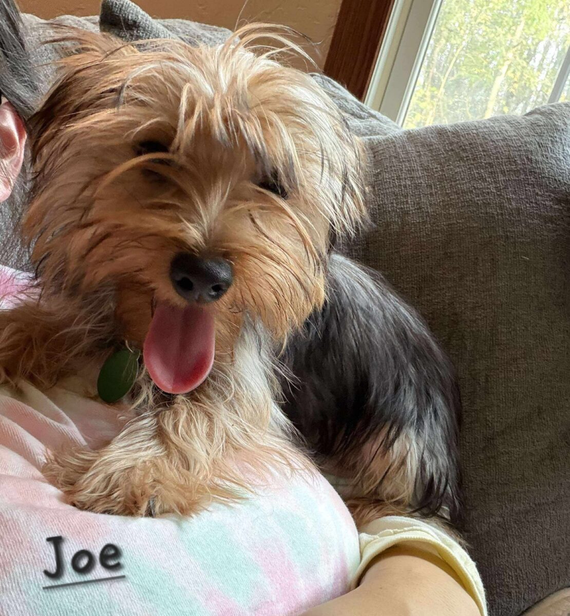 Joe - The Road Home Animal Project