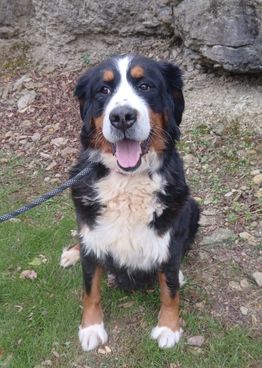 Kelly (cell dog) - The Road Home Animal Project