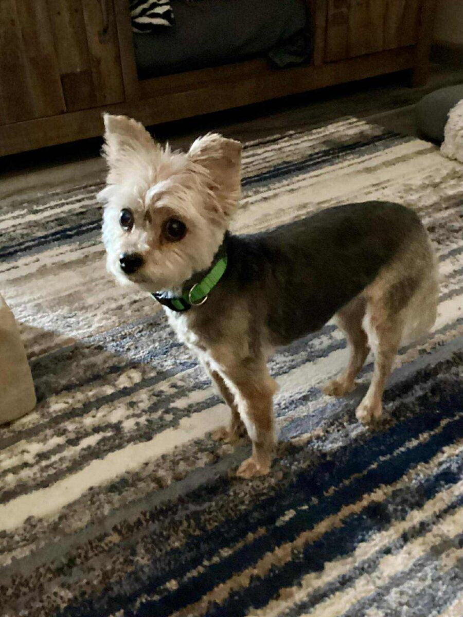 The Road Home Animal Project - Lilly