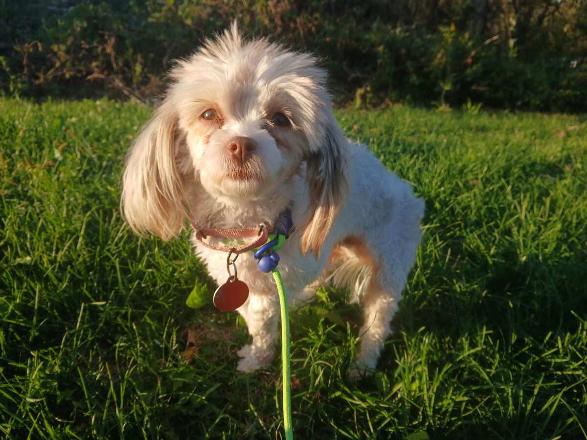 Lilly - The Road Home Animal Project