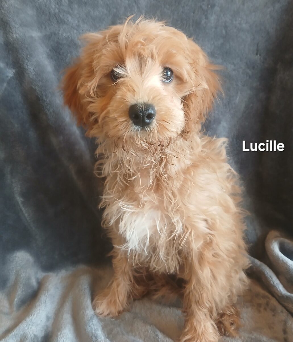 Lucille - The Road Home Animal Project