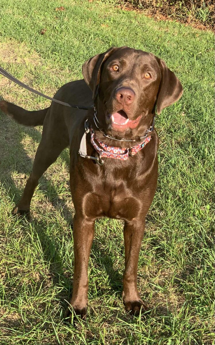 Maximus (cell dog) - The Road Home Animal Project