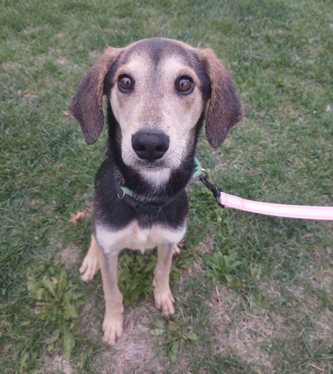 Molly (cell dog) - The Road Home Animal Project