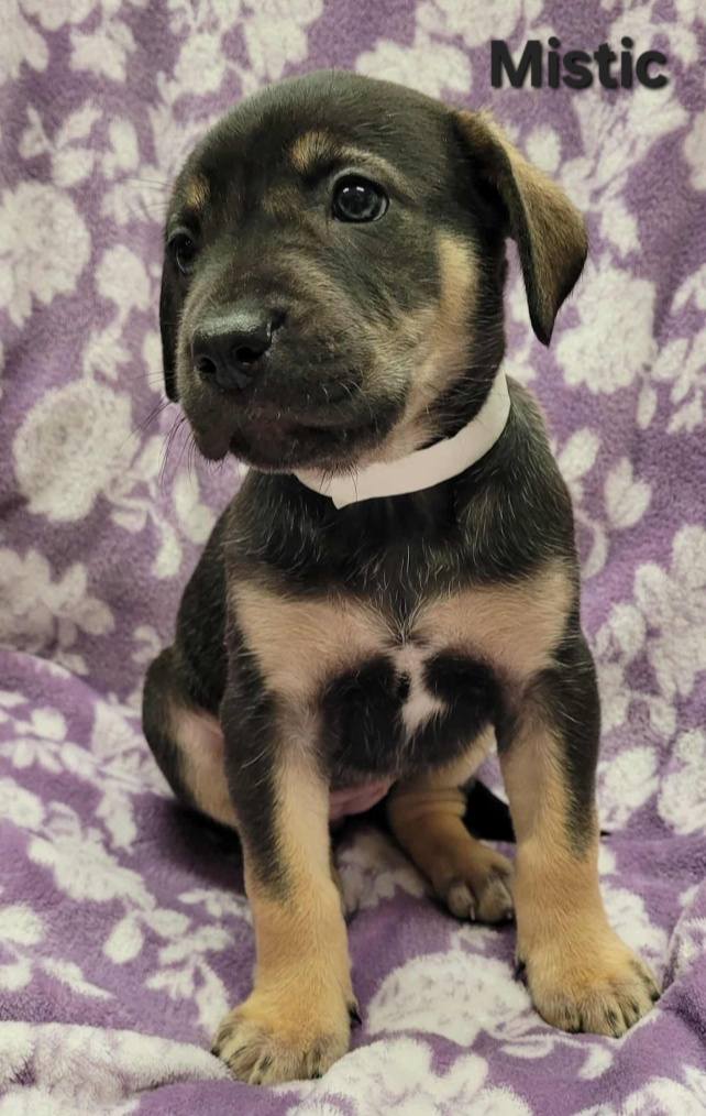 The Road Home Animal Project - Mystic