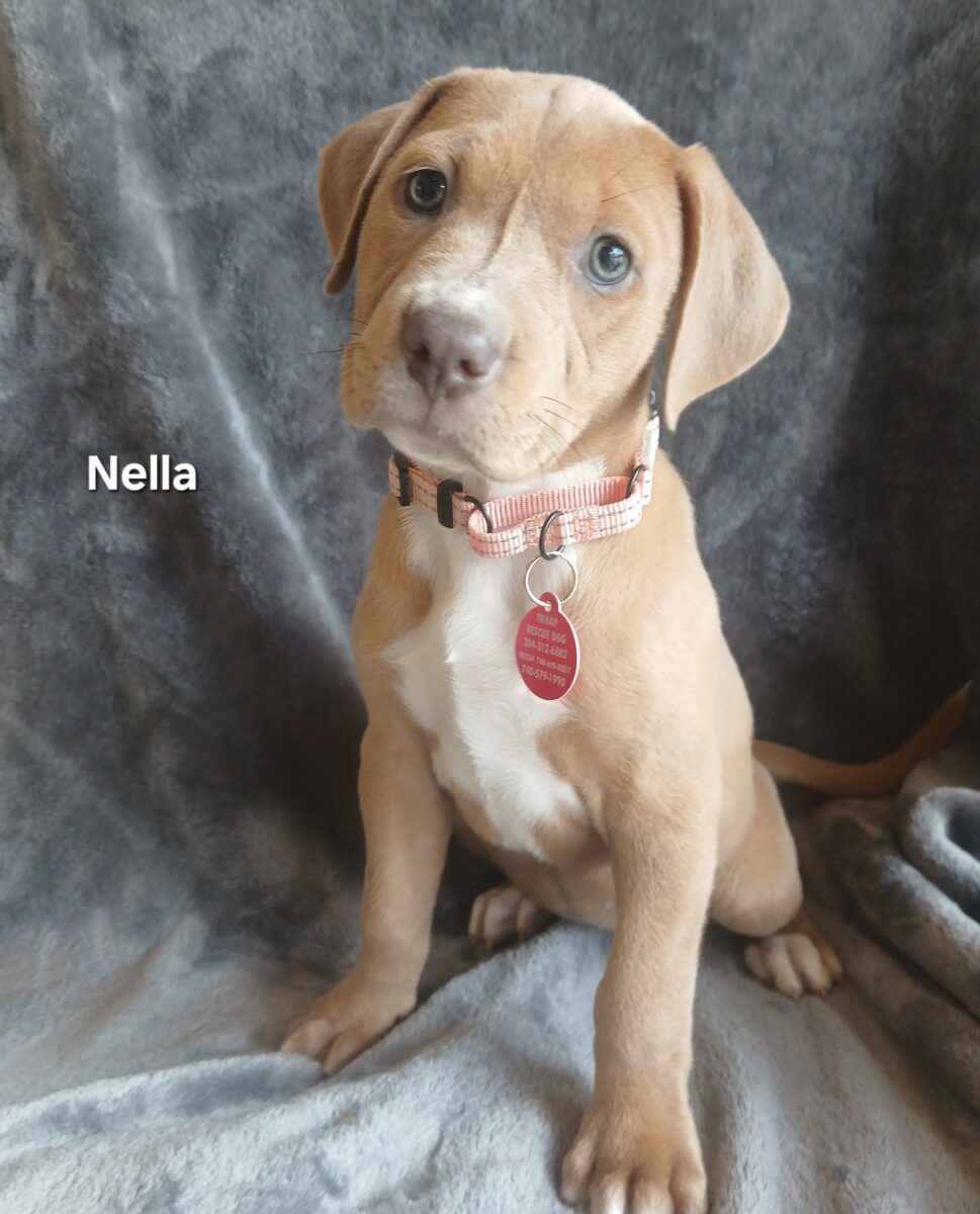 Nella - The Road Home Animal Project