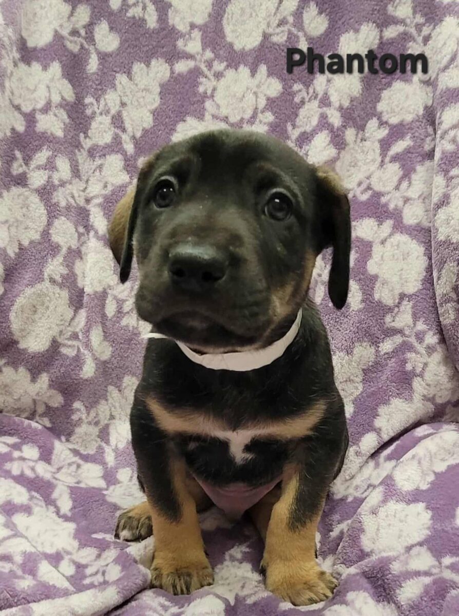 The Road Home Animal Project - Phantom