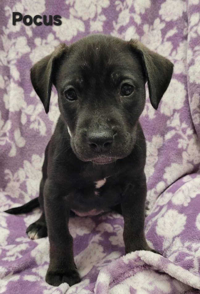 The Road Home Animal Project - Pocus