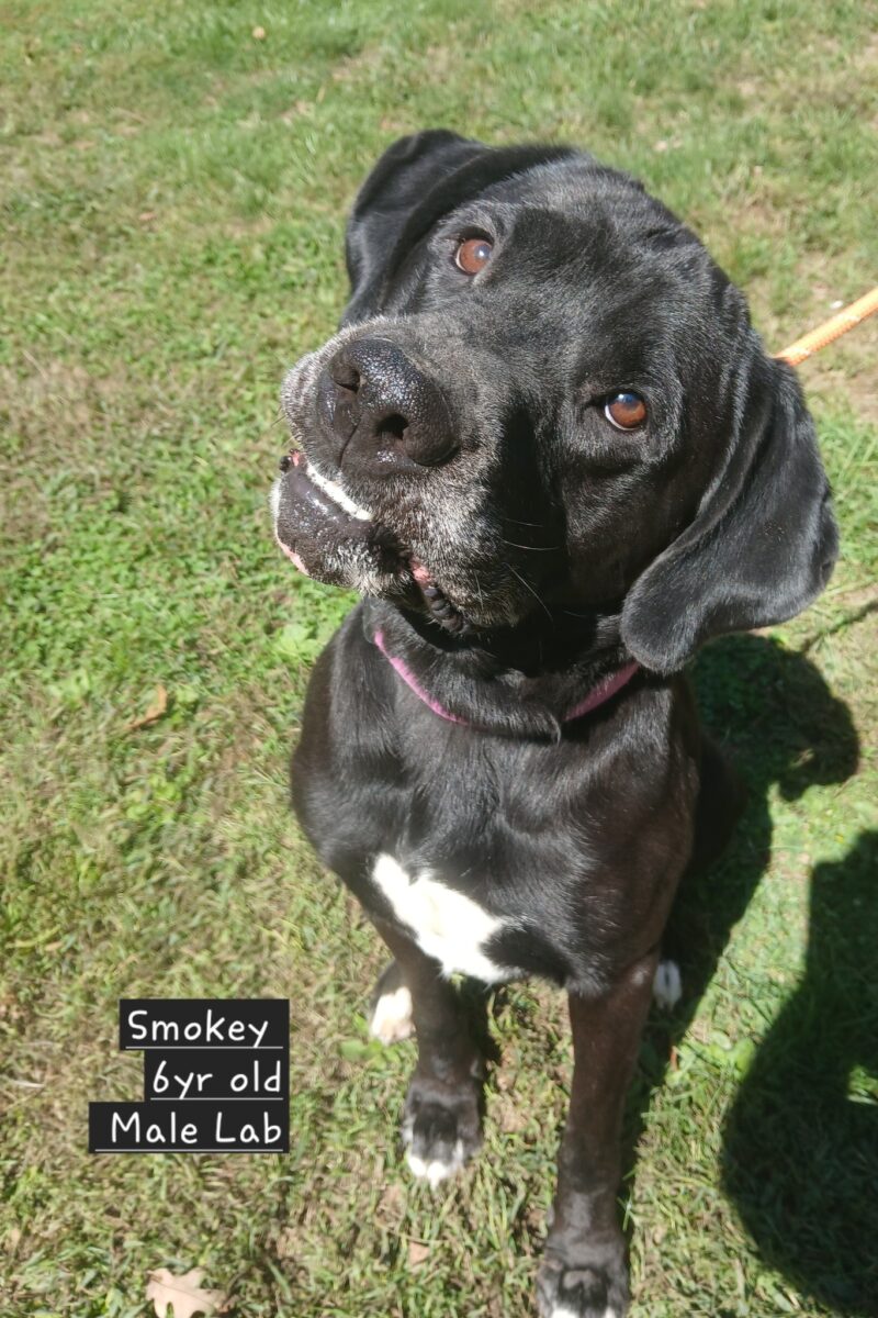 Smokey (cell dog) - The Road Home Animal Project