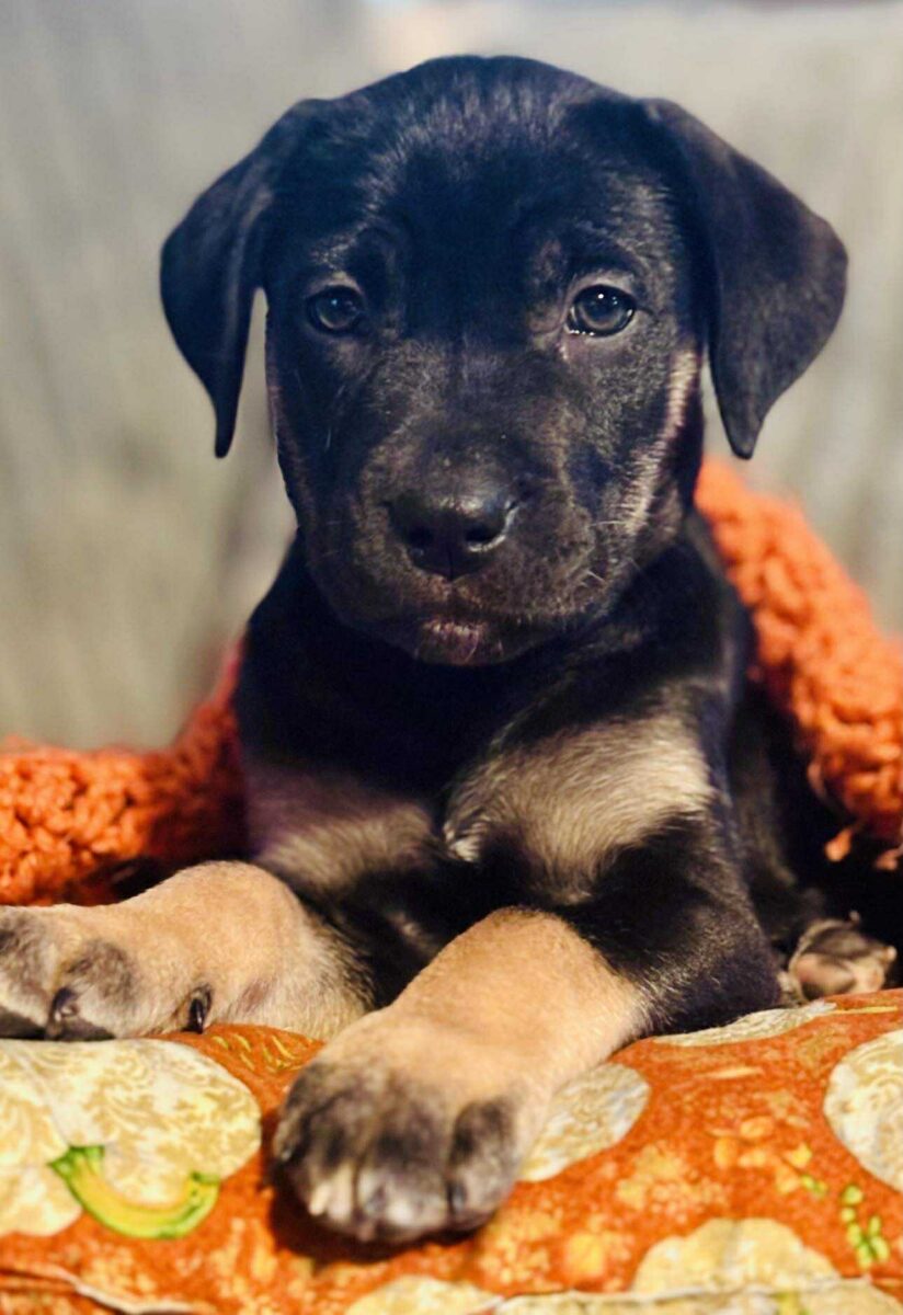 The Road Home Animal Project - Spell