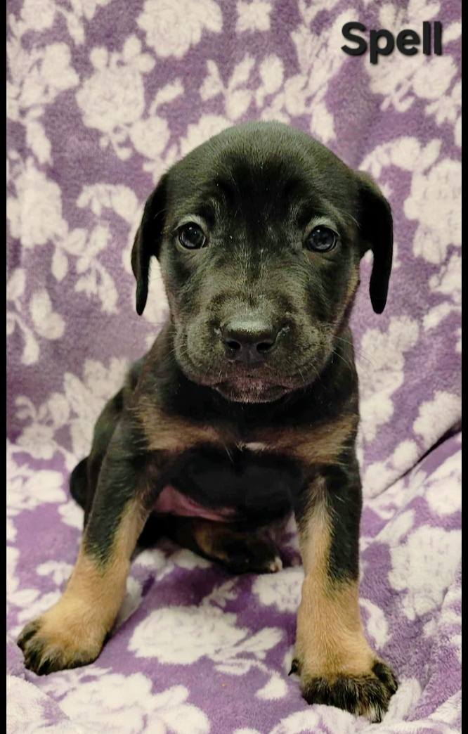 The Road Home Animal Project - Spell