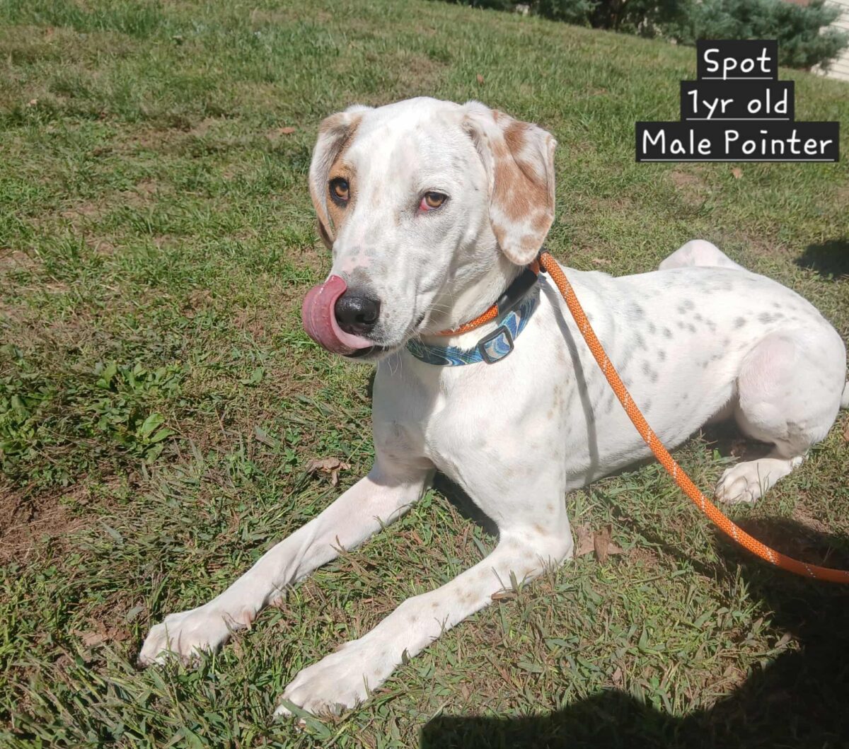 Spot (cell dog) - The Road Home Animal Project