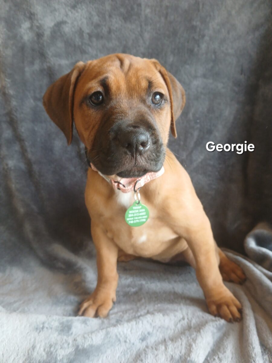 Georgie - The Road Home Animal Project