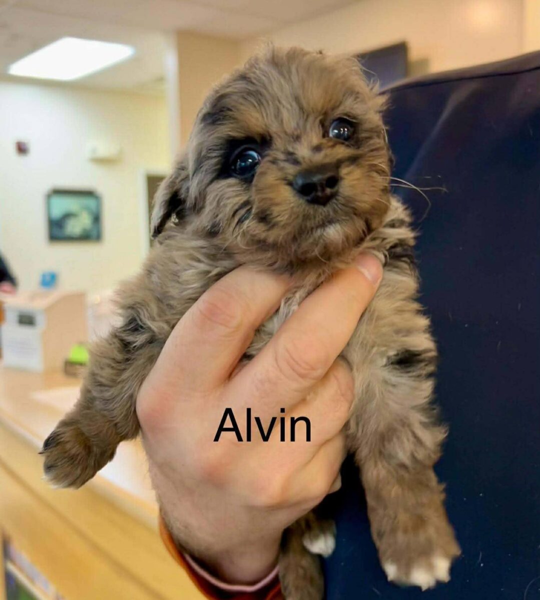 Alvin - The Road Home Animal Project