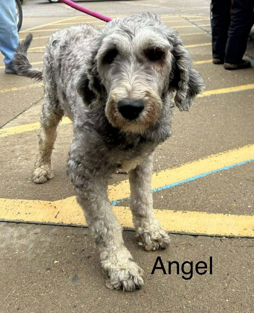 The Road Home Animal Project - Angel