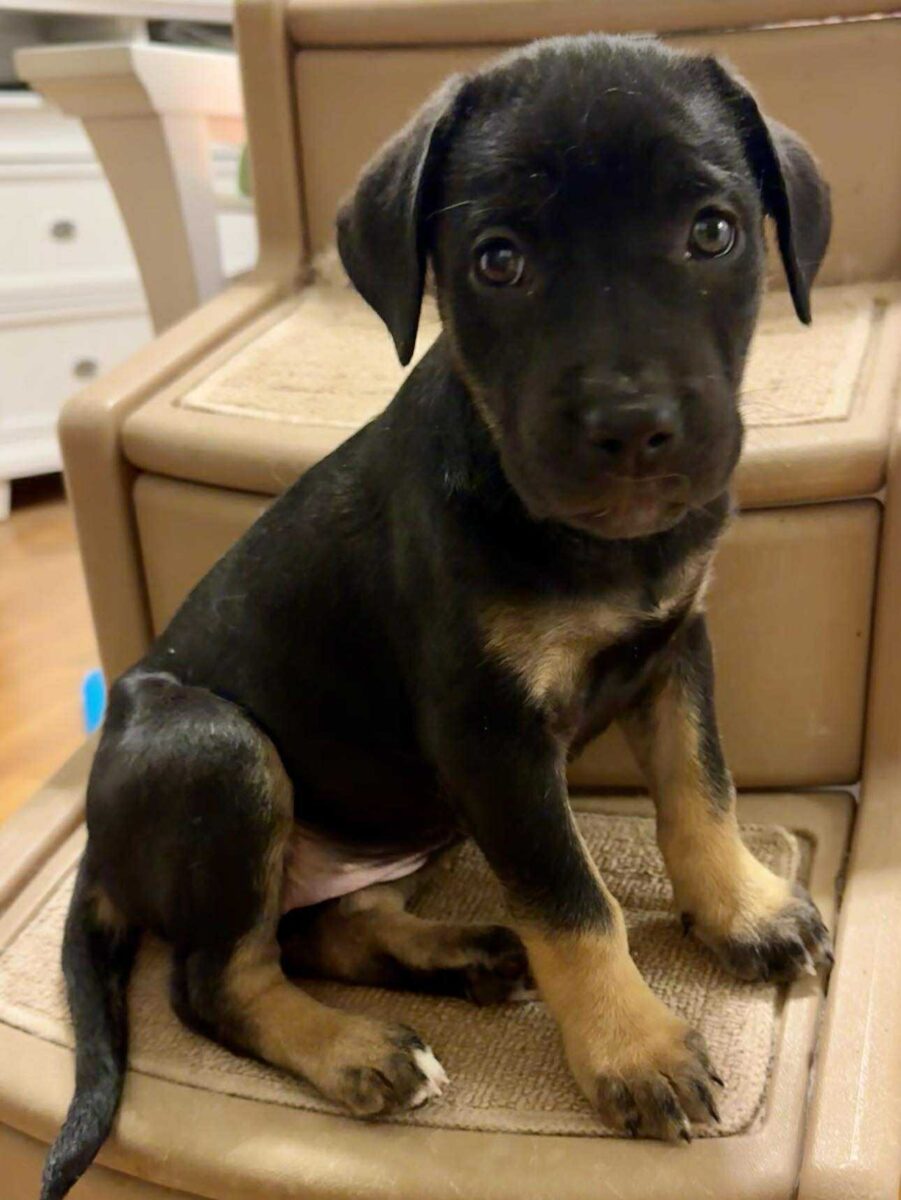 The Road Home Animal Project - Buffy