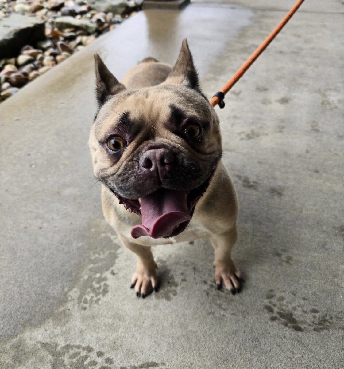 The Road Home Animal Project - Darla