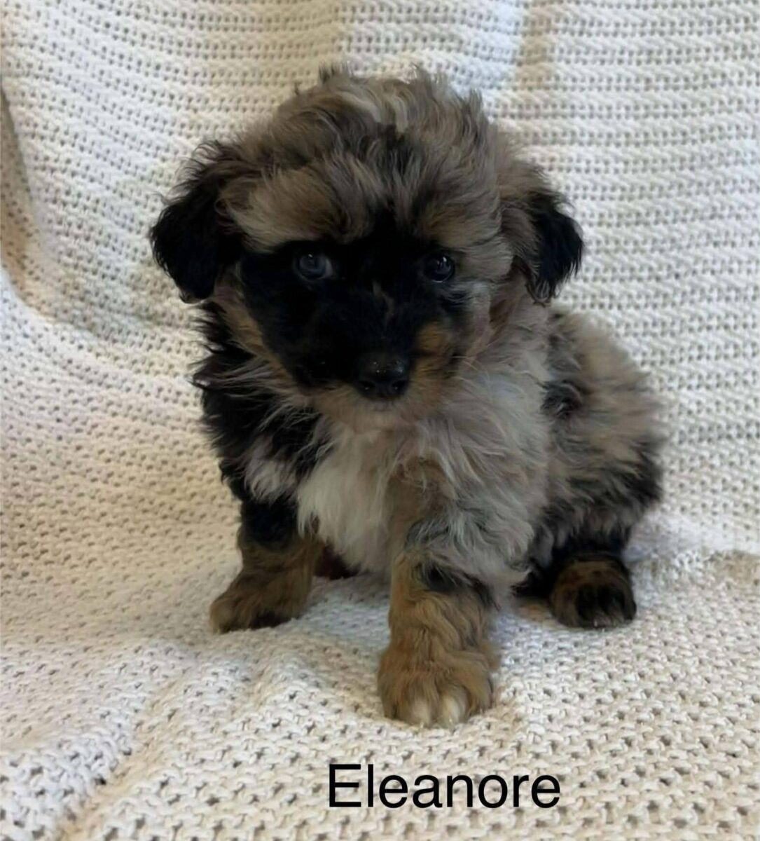 Eleanor - The Road Home Animal Project