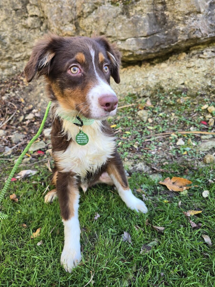 Hampton - The Road Home Animal Project