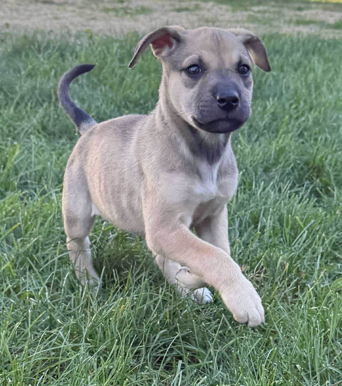 The Road Home Animal Project - Hex