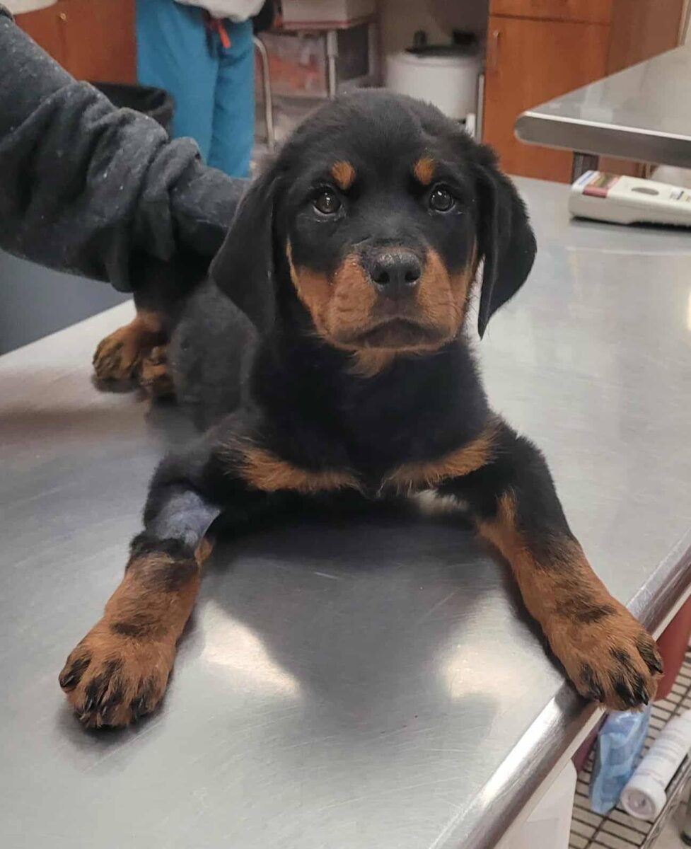 Isadora - The Road Home Animal Project