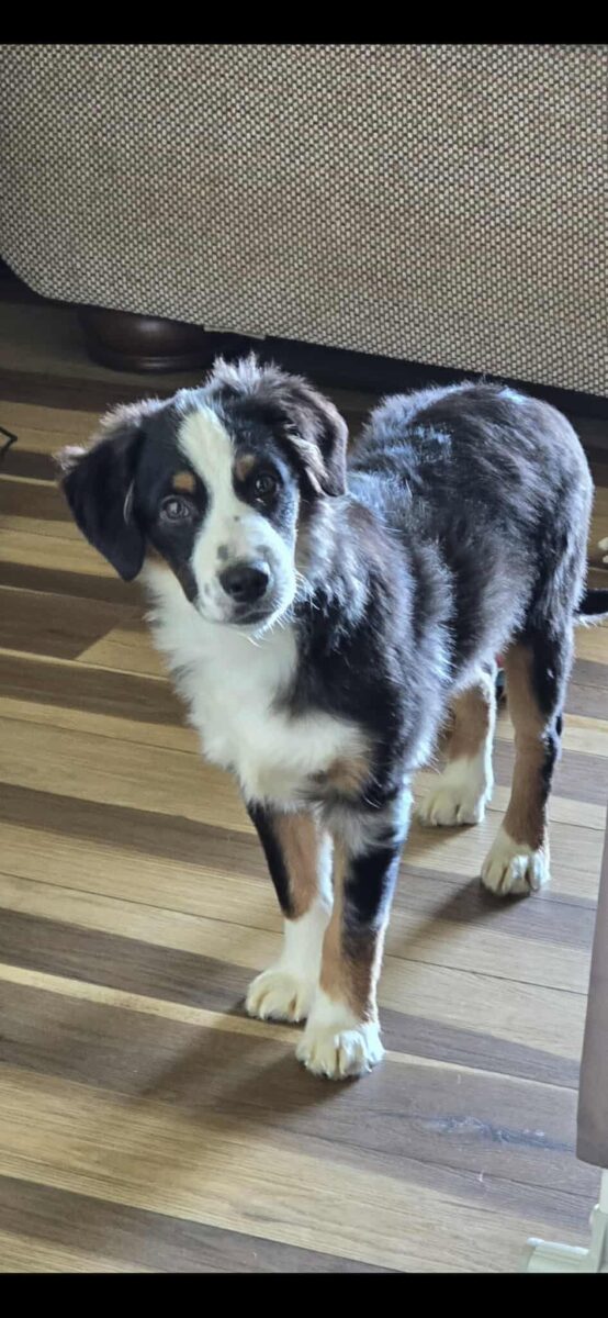 The Road Home Animal Project - Lurch (cell dog)