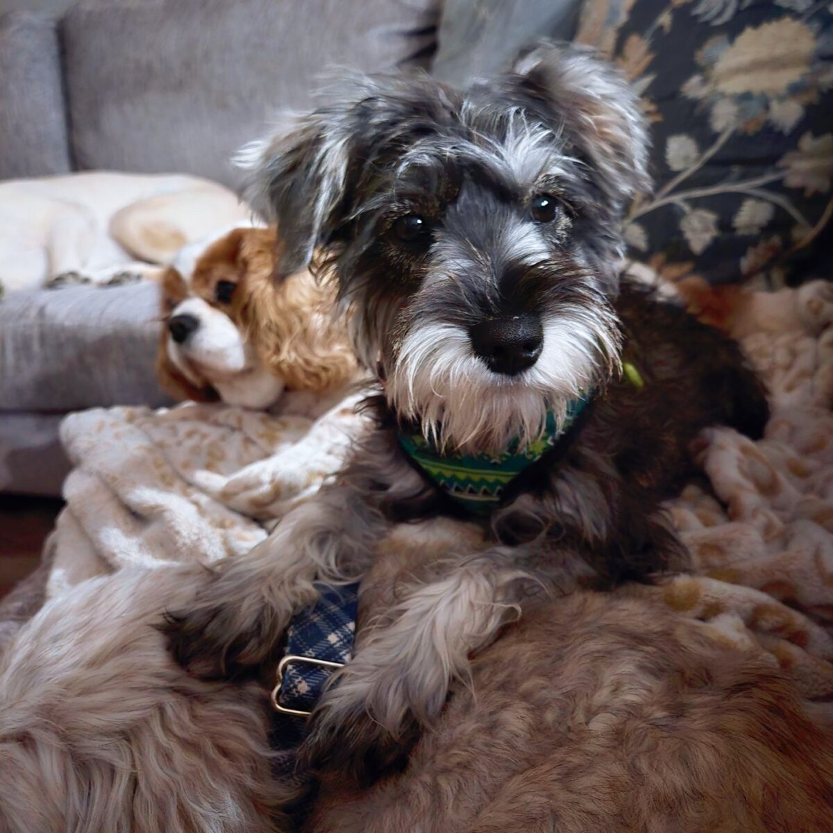 Mazee - The Road Home Animal Project