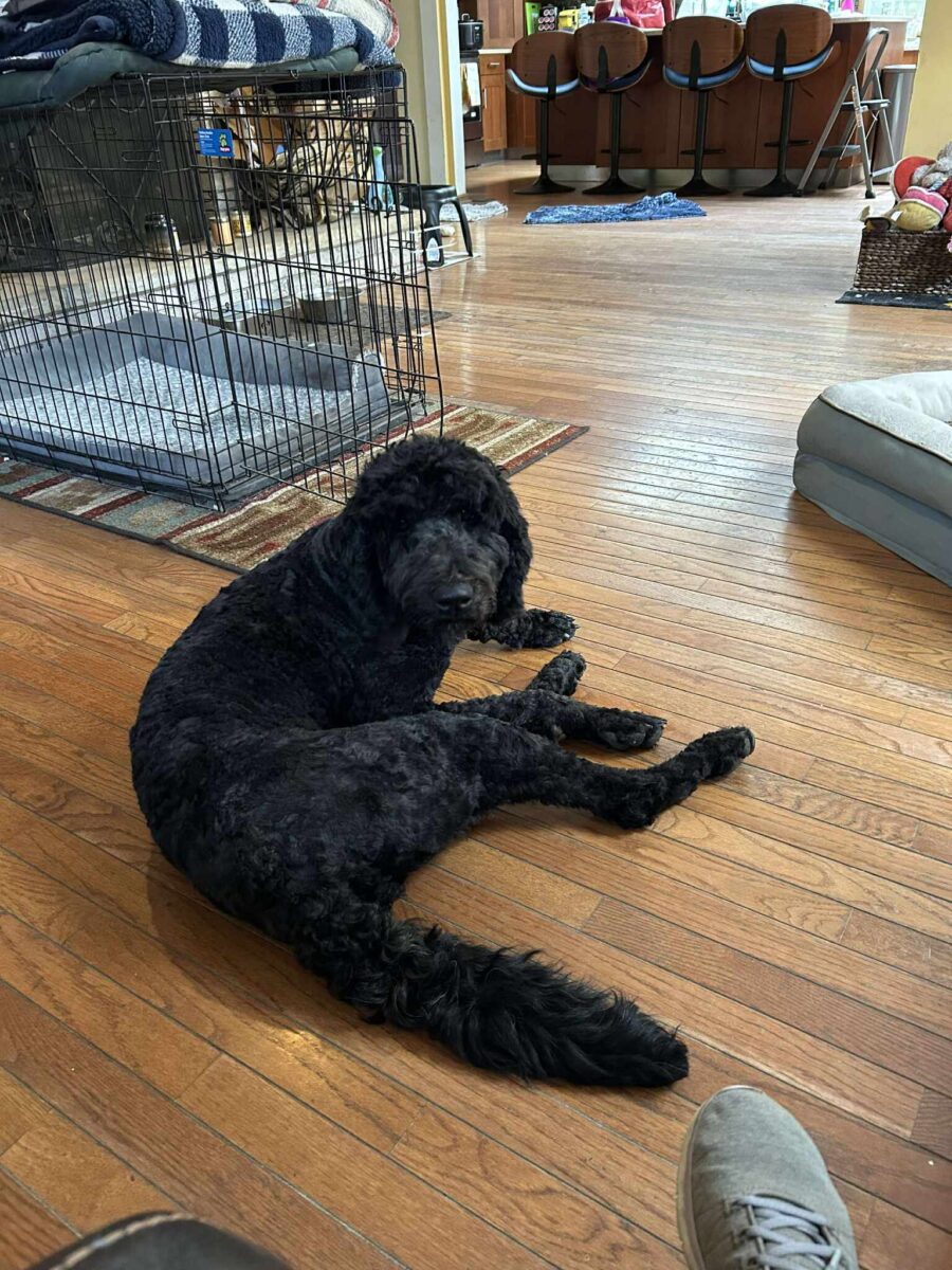 The Road Home Animal Project - Shelby