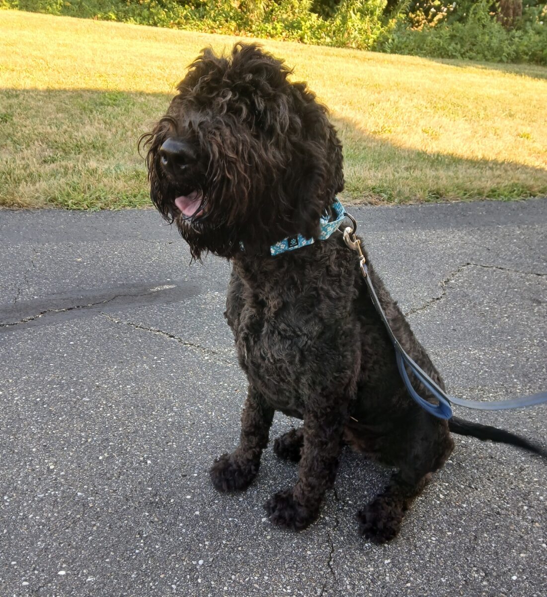 The Road Home Animal Project - Shelby