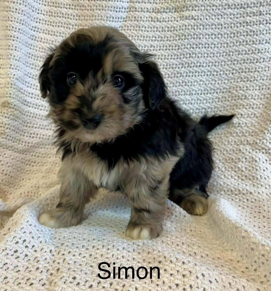 Simon - The Road Home Animal Project