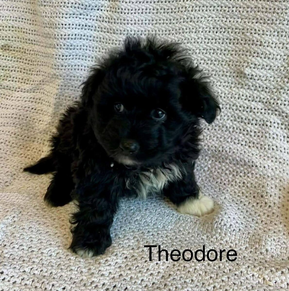 Theodore - The Road Home Animal Project