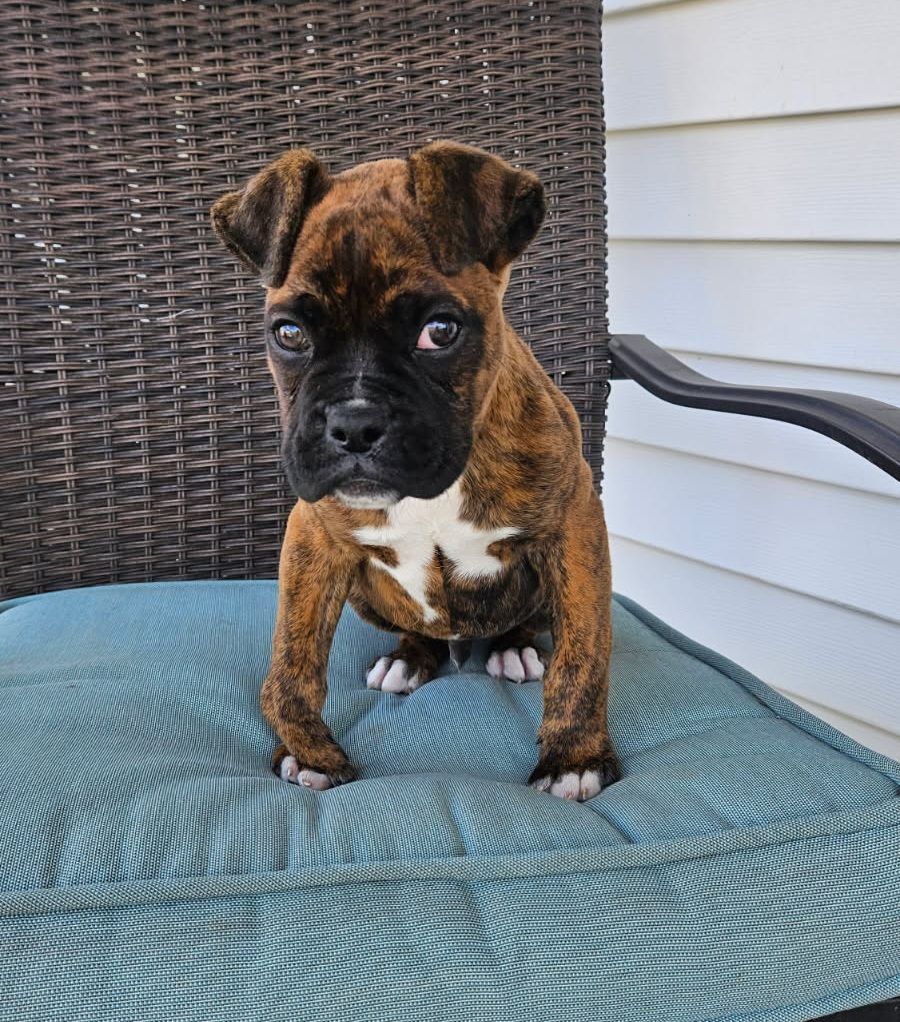 The Road Home Animal Project - Turbo