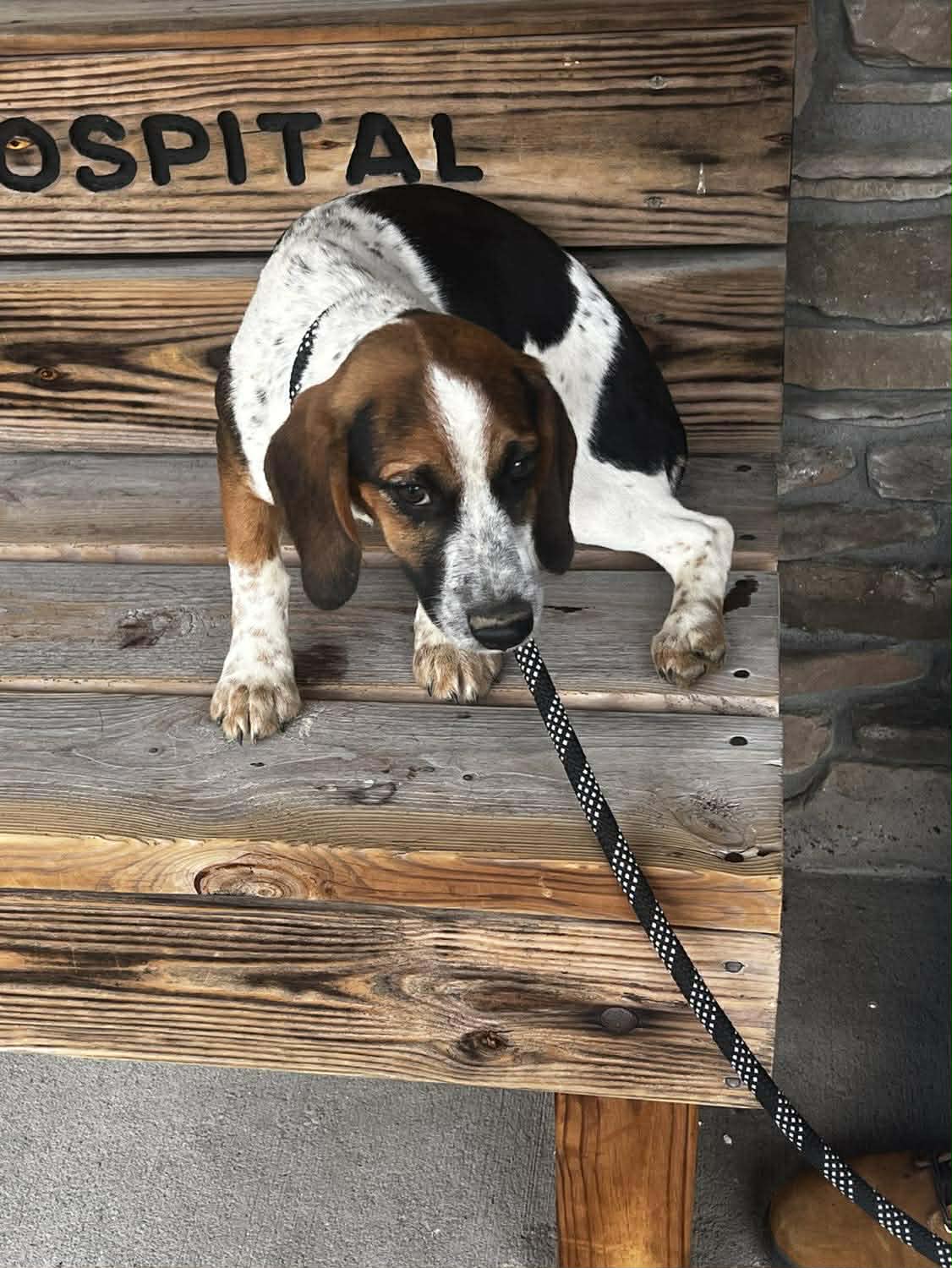 The Road Home Animal Project - Yazmin (cell dog)