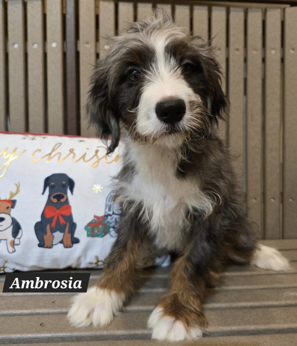 Ambrosia (cell dog) - The Road Home Animal Project
