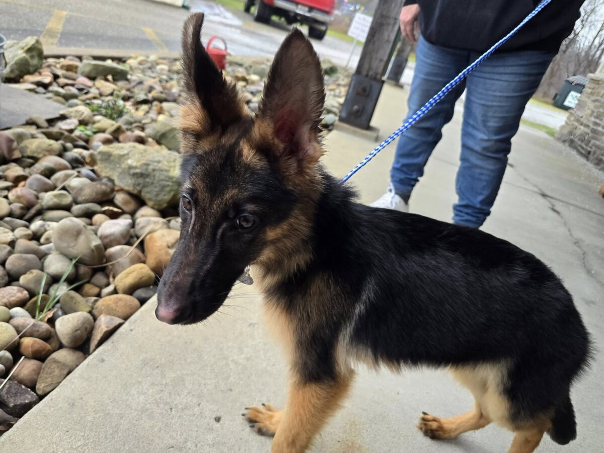 Clay - The Road Home Animal Project