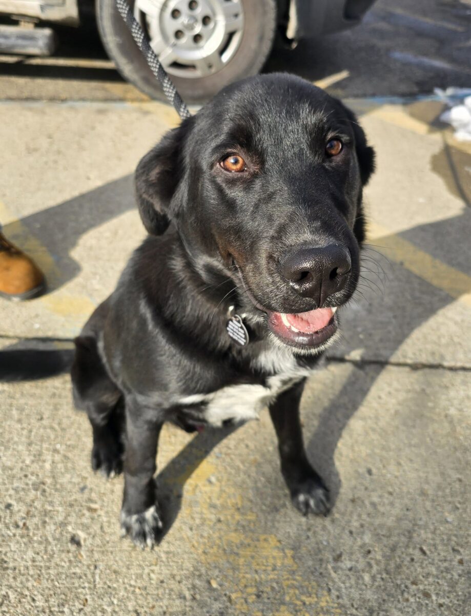 The Road Home Animal Project - Cooper (cell dog)