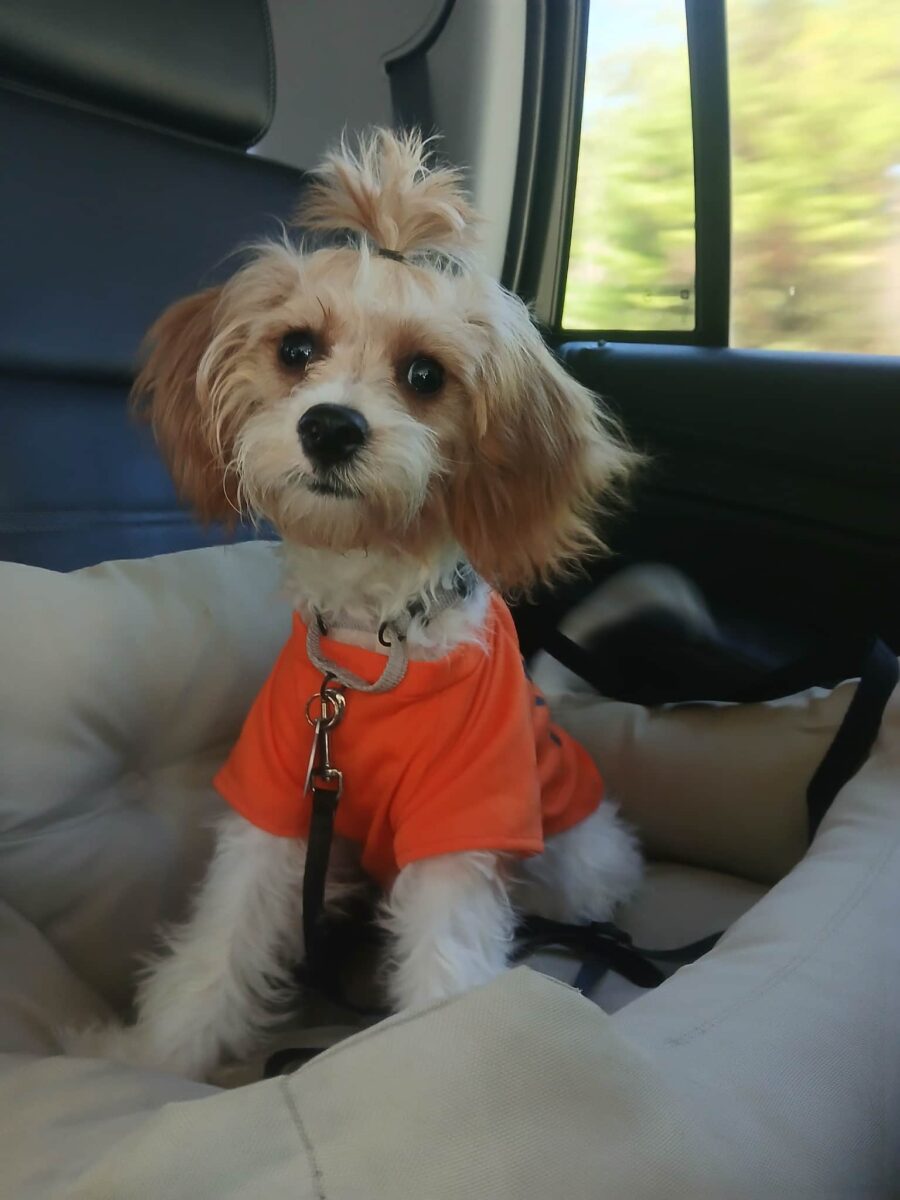 Francie (medical hold-needs heart surgery) - The Road Home Animal Project