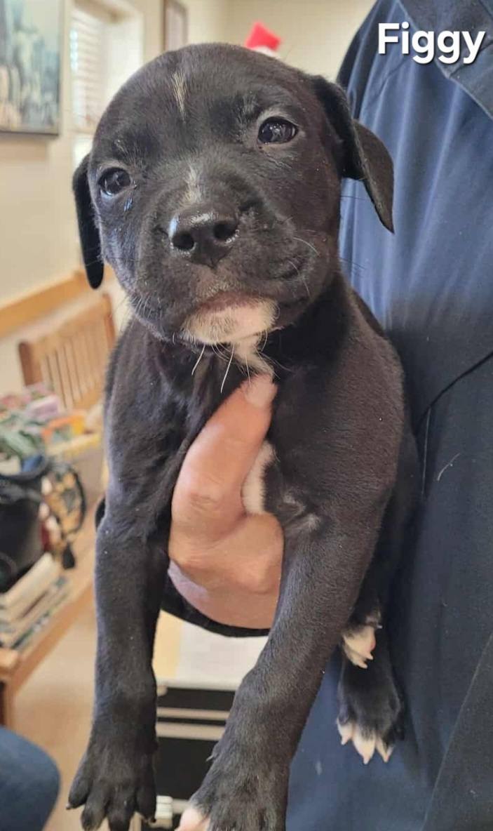 The Road Home Animal Project - Figgy