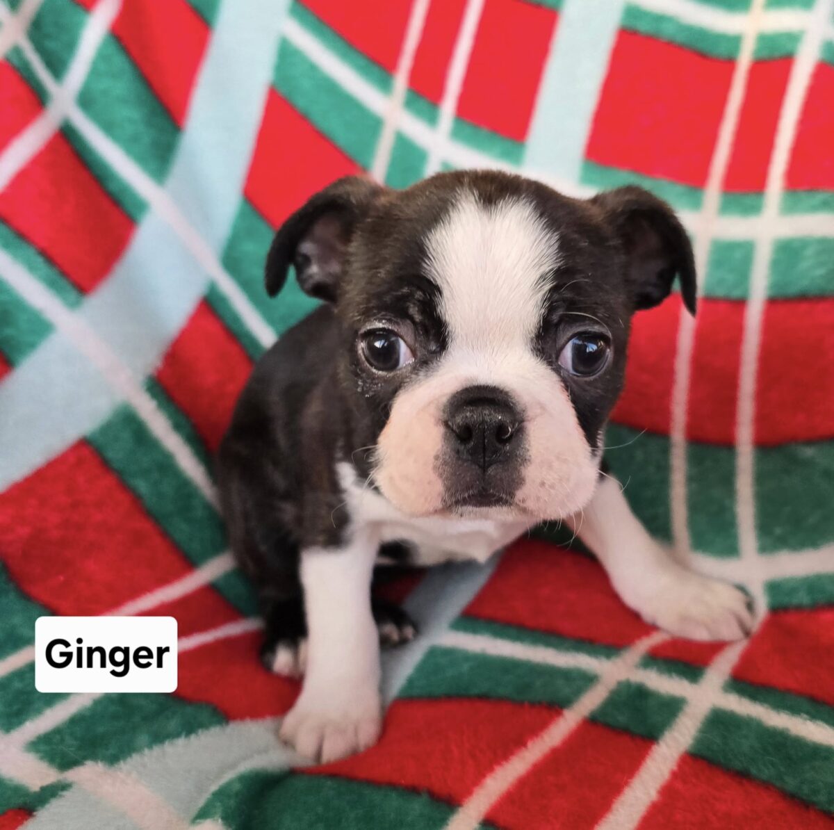 Gingersnap - The Road Home Animal Project